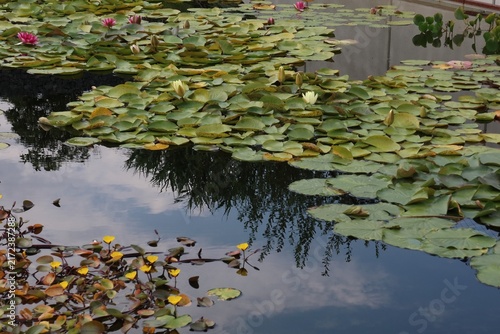 Cuadro en lienzo Serene pond featuring green lily pads and colorful blossoms.
