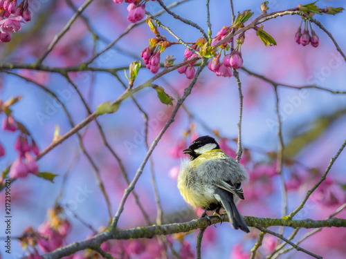 Great tit bird in a pink flowering cherry tree