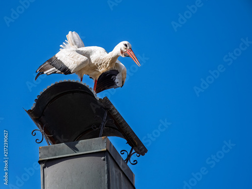 Pair of white storks together on chimney top
