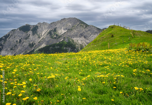 Alpine wildflower meadow near Breitenberg in Pfronten