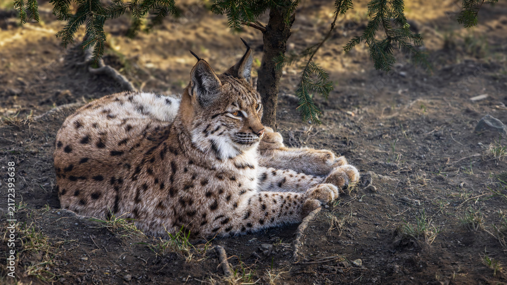 Obraz premium Innsbruck, Austria, Alpine Zoo, lynx. A lynx rests beneath a tree. Its fur visually blends with the earthy ground. 