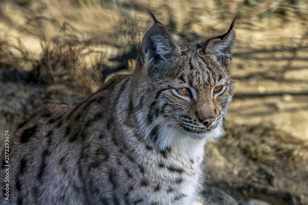 Obraz premium Innsbruck, Austria, Alpine Zoo, lynx. A lynx rests beneath a tree. Its fur visually blends with the earthy ground. 