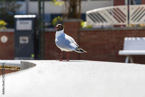 Quadro su tela Black headed gull standing proudly on stone ledge in sunlit urban setting