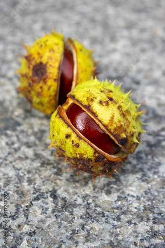 Foto Open spiky chestnut husks with shiny brown seeds on rough stone surface photogra