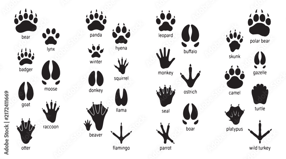 Naklejka premium Wildlife Animal Track Identification Paw Prints Silhouettes Set, Black wildlife track silhouettes, Labeled animal footprint vector set for educational nature guides, panda, hyena, squirrel, donkey.