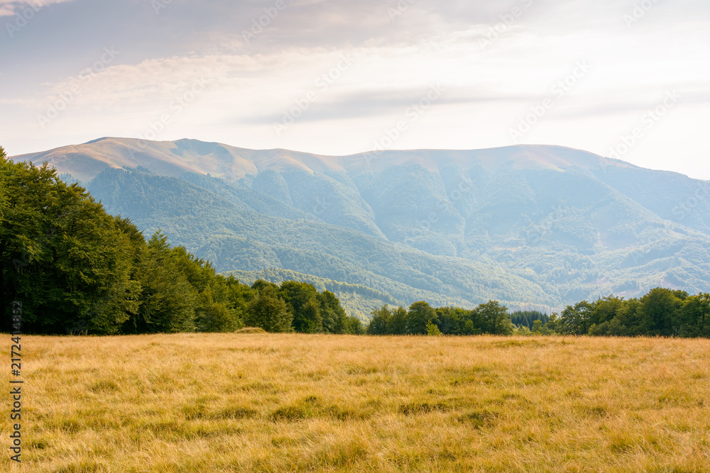 Fototapeta premium mountain landscape of ukraine. alpine grassy meadow and deciduous forest on the hill. late summer nature background for carpathian adventures