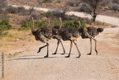 Foto ostrich in the wild