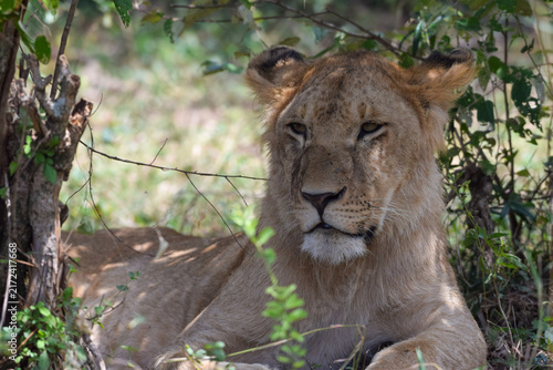 Photography lion in the grass