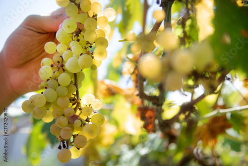 Organic Italian harvest. Farmer's hands picking grapes in the vineyard for wine production