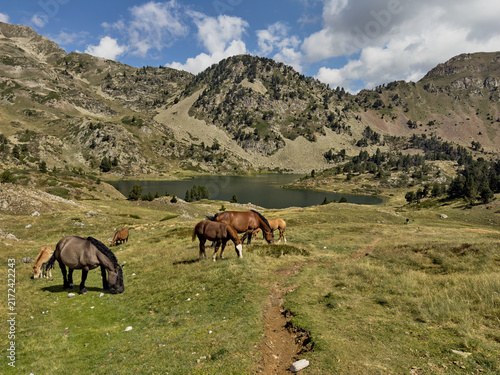 Foto Idílica imagen de la naturaleza donde varios caballos pastan libremente junto a un lago en las altas montañas