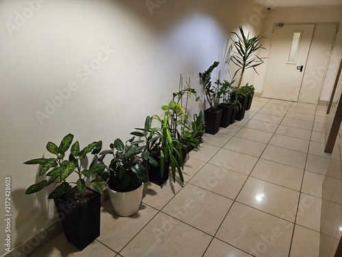 Obraz na plátně Lush green plants line a clean hallway