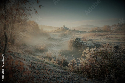 Morning in the forest