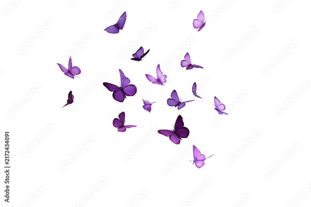 Fototapeta premium Collection of purple butterflies flying isolated on a white background