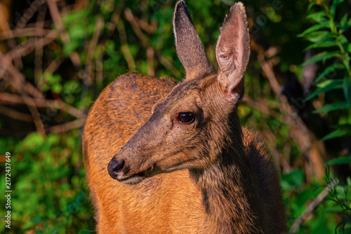 Fotografía Mule Deer yearling in Idaho