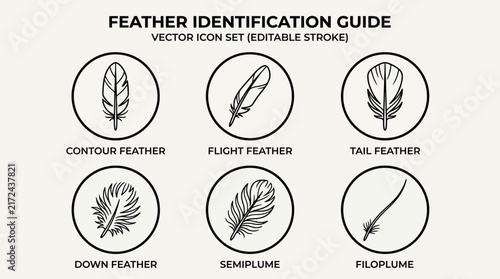 Feathers are displayed in this educational identification guide featuring various types of avian plumage within circular frames.