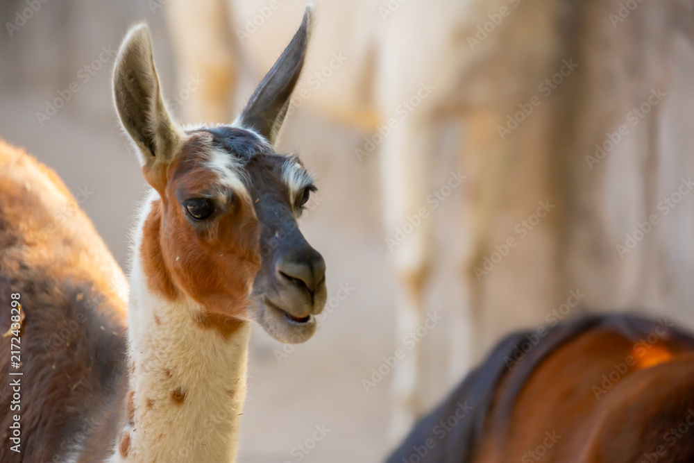 Naklejka premium Llama close-up. Portrait of a colorful llama.