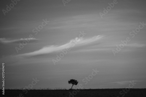 Foto A minimalist black and white landscape featuring a silhouette of a lone tree on