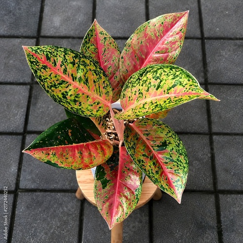 Pink and Green Variegated Aglaonema Houseplant