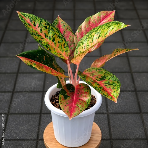Pink and Green Variegated Aglaonema Plant in White Pot