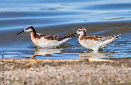 Canvas Print A Wilson's Phalarope couple (Phalaropus tricolor) wading in a lake close to shore with the more boldly colored female in the front and the male following closely behind