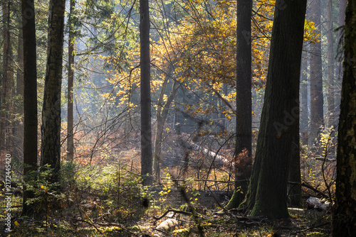 Foto Bialowieza Forest primeval autumn trees in morning sunlight