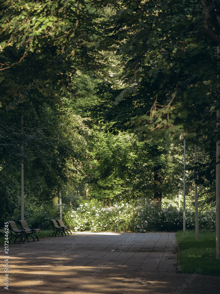 Obraz premium sunlit path through leafy green trees with benches and white flowers in a park