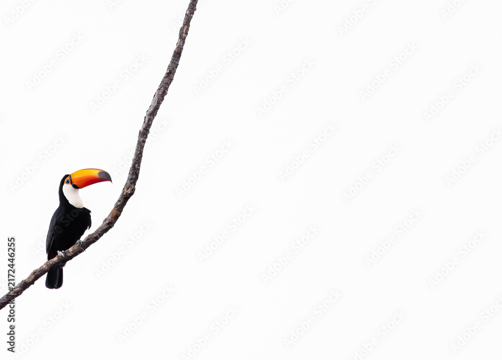 Naklejka premium toucan in a tree