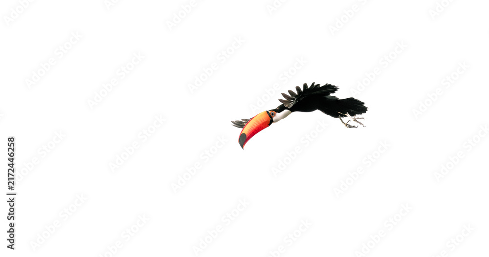 Naklejka premium toucan in flight