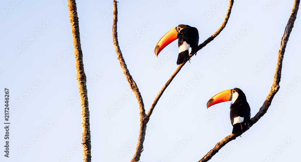 Fototapeta premium toucans in a tree