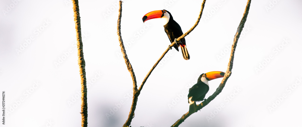 Naklejka premium toucans in a tree