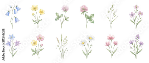 Watercolor wildflower illustrations set isolated on white background featuring meadow flowers like daisy clover bluebell buttercup and grass for spring floral design and elegant wedding decor.