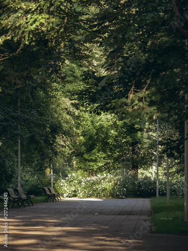 Bild auf Leinwand sunlit path through leafy green trees with benches and white flowers in a park