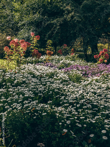 Canvas Print summer garden with white daisies and pink hydrangeas under shady trees