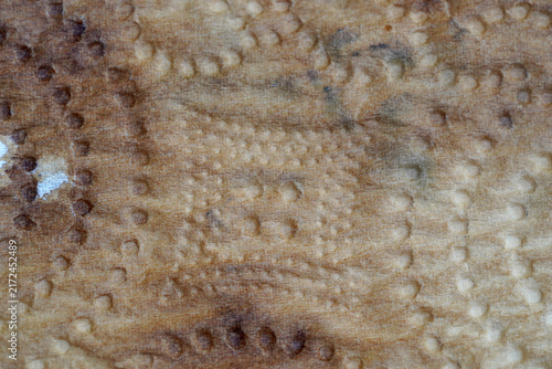 Natural Brown Textured Surface with Organic Circular Impressions. Rustic Abstract Background