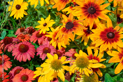 Variety of coneflowers and rudbeckia flowers together