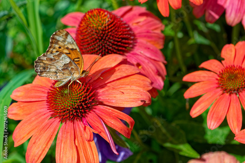 Fritillary butterfly feeding on a coneflower