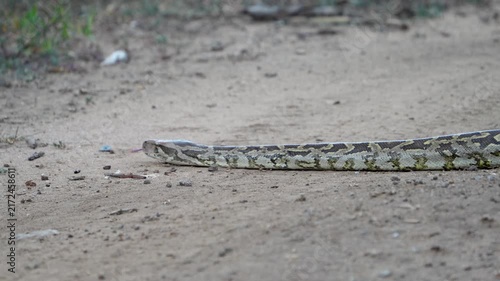 Indian Rock Python crossing a dirt track at ground level