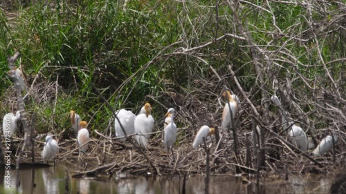 Flock of cattle egrets resting and preening on dead tree branches over swamp water in sunny natural wetland habitat medium shot