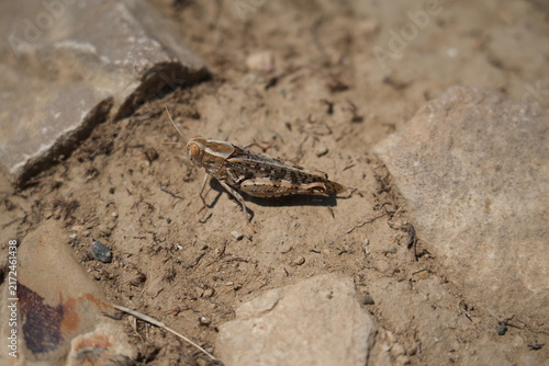 Fotografía Calliptamus Italicus - Italian locust on a ground