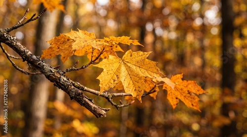 Sunset pine forest alaska nordic in autum fall time september beautiful yellow nature colors looks like forest fire carbon sink co2  sustainability corporate marketing annual report background