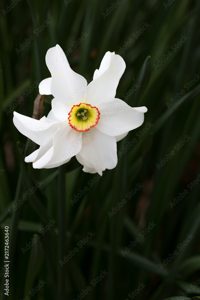 Fototapeta premium single white narcissus daffodil The Poet blooming in garden dark background