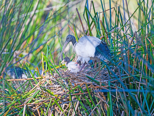 Australian White Ibis With Babies on Its Nest