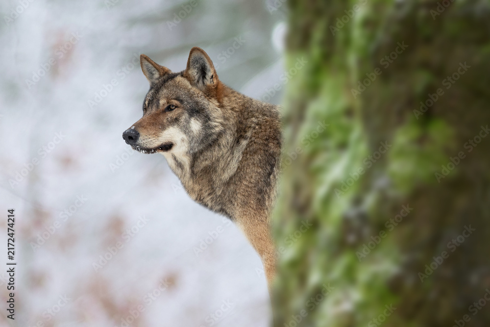 Fototapeta premium Grey wolf peeking from behind tree in winter forest background
