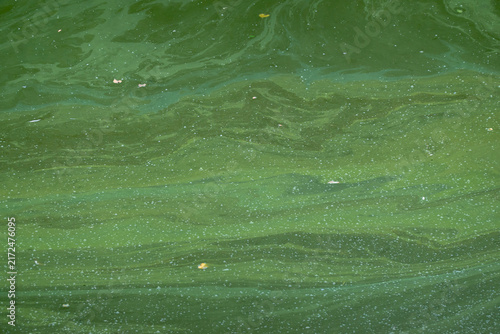 Algae in a stagnant lake