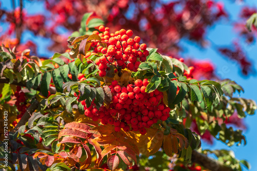 Obraz na płótnie A bunch of red rowan in autumn leaves.
