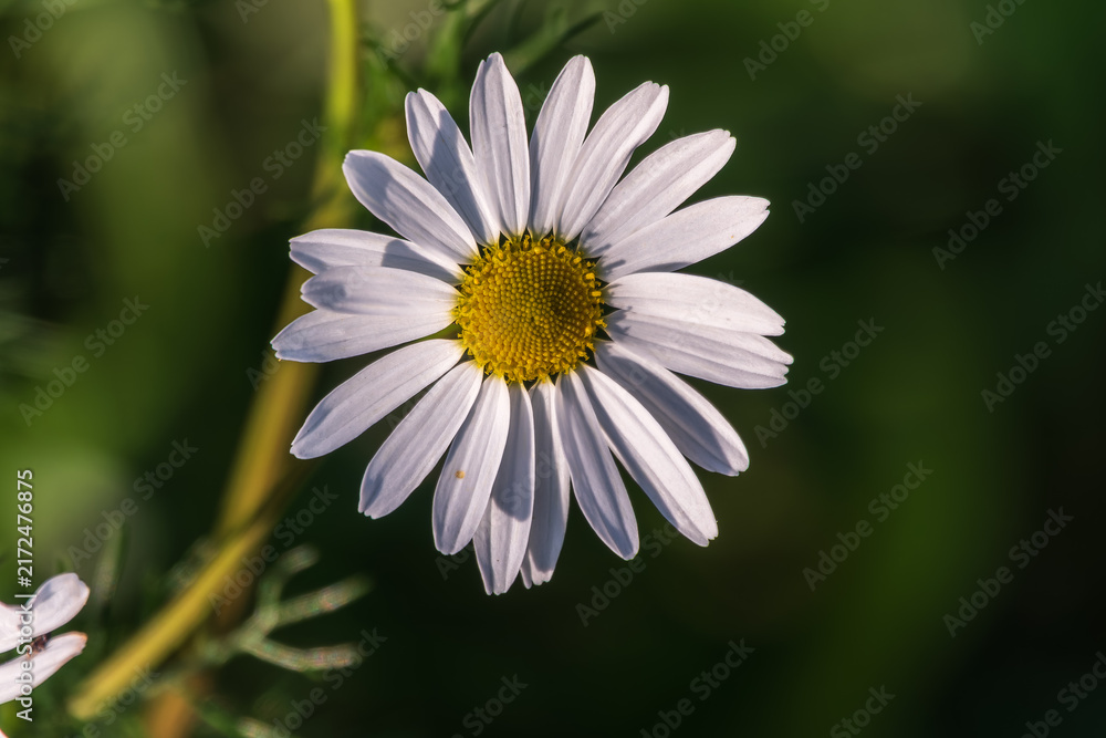 Fototapeta premium White and yellow daisy flowers on a green blurred background.