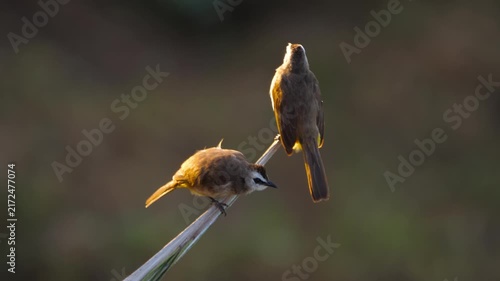 Two yellow-vented bulbul birds perched on a branch during golden hour sunrise, backlit with warm sunlight, telephoto close up view