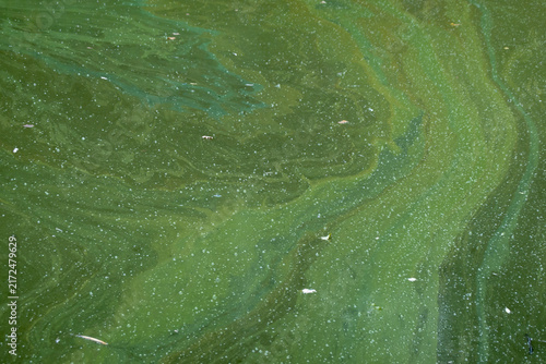 Algae in a stagnant lake