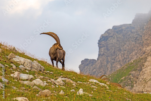 Steinbock - Allgäu - Riezlern - Walsertal - Alpen - Wild