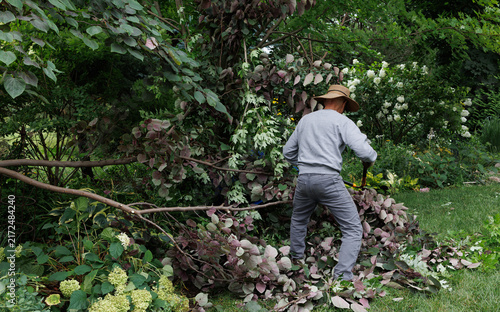 A homeowner cuts apart a storm-damaged ornamental Forest Pansy redbud after violent winds shattered its branches, illustrating extreme weather, climate vulnerability and difficult garden cleanup.